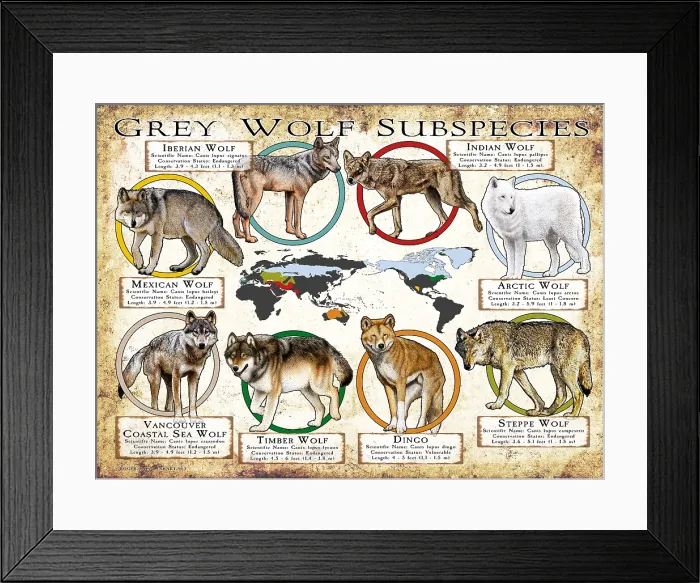 Framed Print : Grey Wolf Subspecies of the World Framed Print : Grey Wolf Subspecies of the World