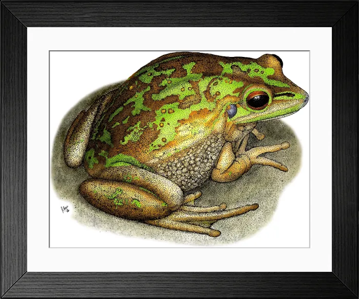 Framed Print : Green Golden Bell Frog
