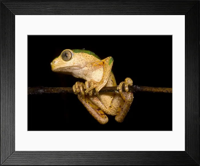Framed Print : Monkey Frog Framed Print : Monkey Frog