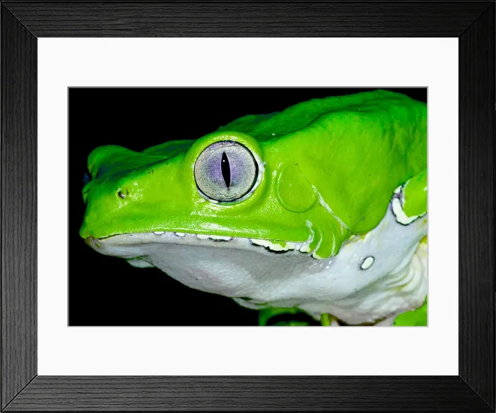 Framed Print : Giant monkey frog (Phyllomedusa bicolor) Framed Print : Giant monkey frog (Phyllomedusa bicolor)