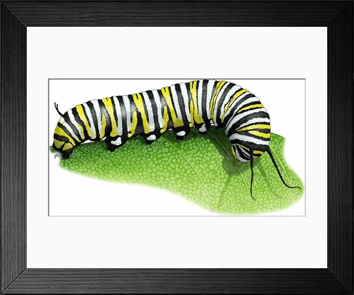 Framed Print : Monarch Butterfly Caterpillar Framed Print : Monarch Butterfly Caterpillar