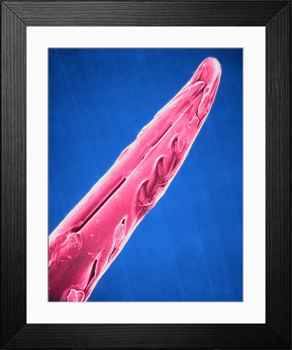 Framed Print : SEM of honeybee stinger