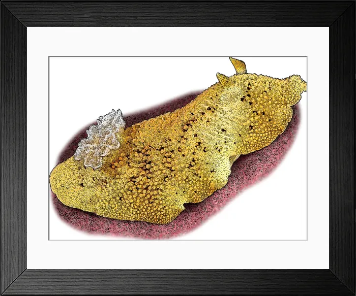 Framed Print : Pacific Sea Lemon, Illustration Framed Print : Pacific Sea Lemon, Illustration