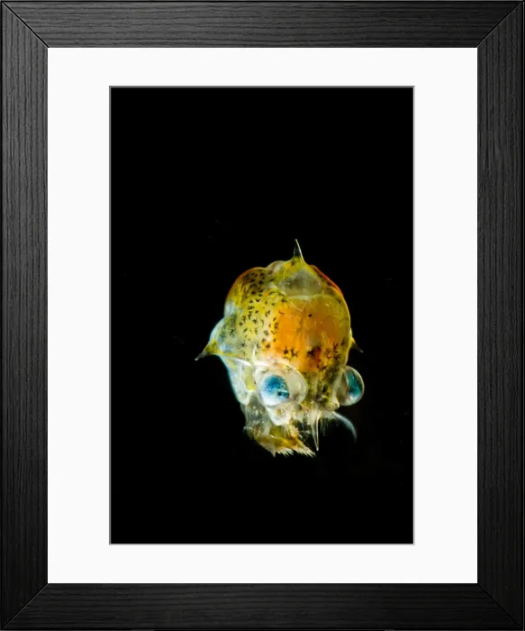 Framed Print : Pea Crab Larva (Pinnotheridae sp.) Framed Print : Pea Crab Larva (Pinnotheridae sp.)