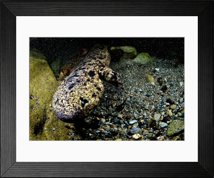 Framed Print : Japanese Giant Salamander (Andrias japonicus) Framed Print : Japanese Giant Salamander (Andrias japonicus)