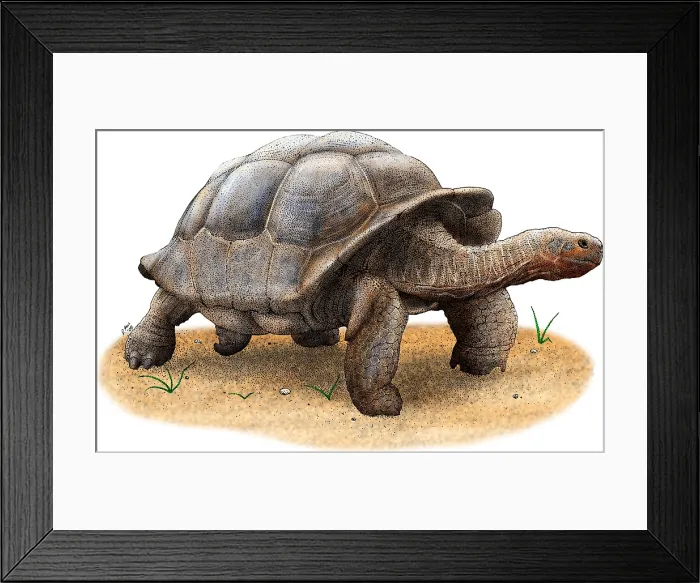 Framed Print : Galapagos Tortoise Framed Print : Galapagos Tortoise
