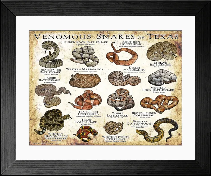 Framed Print : Venomous Snakes of Texas Framed Print : Venomous Snakes of Texas