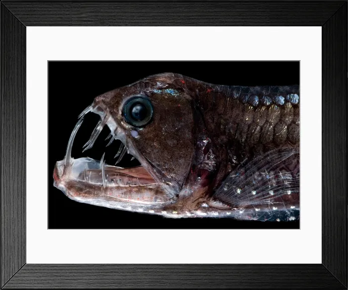 Framed Print : Sloane's Viperfish