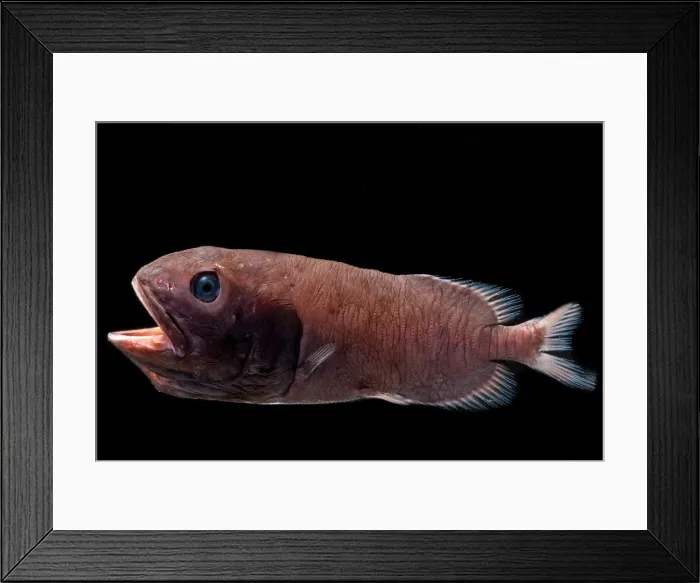 Framed Print : Redmouth Whalefish