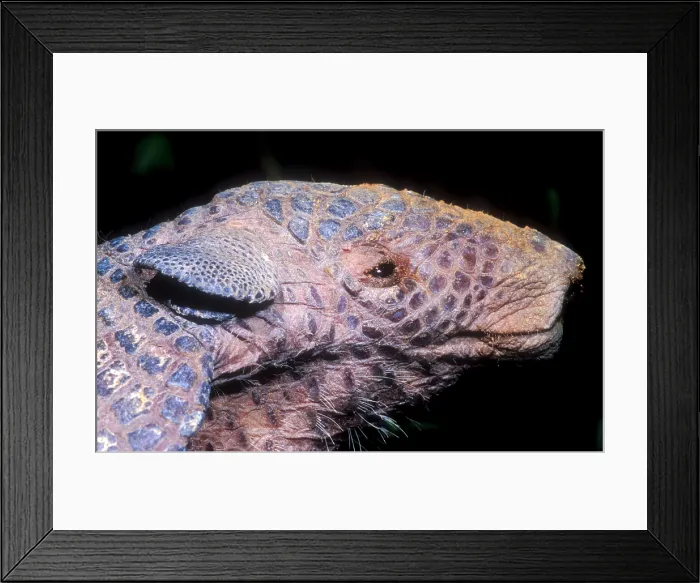 Framed Print : Southern Naked-tail Armadillo