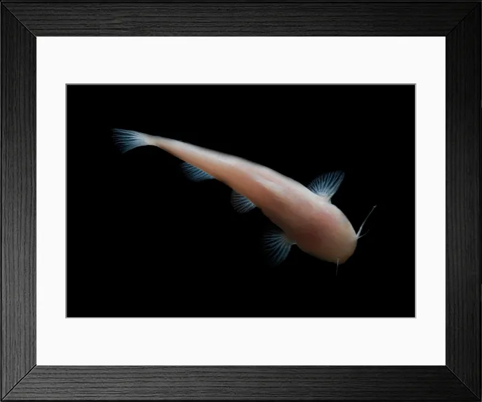 Framed Print : Mexican Blindcat Framed Print : Mexican Blindcat