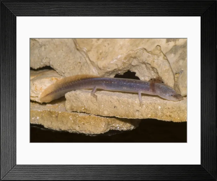 Framed Print : Austin Blind Salamander Framed Print : Austin Blind Salamander