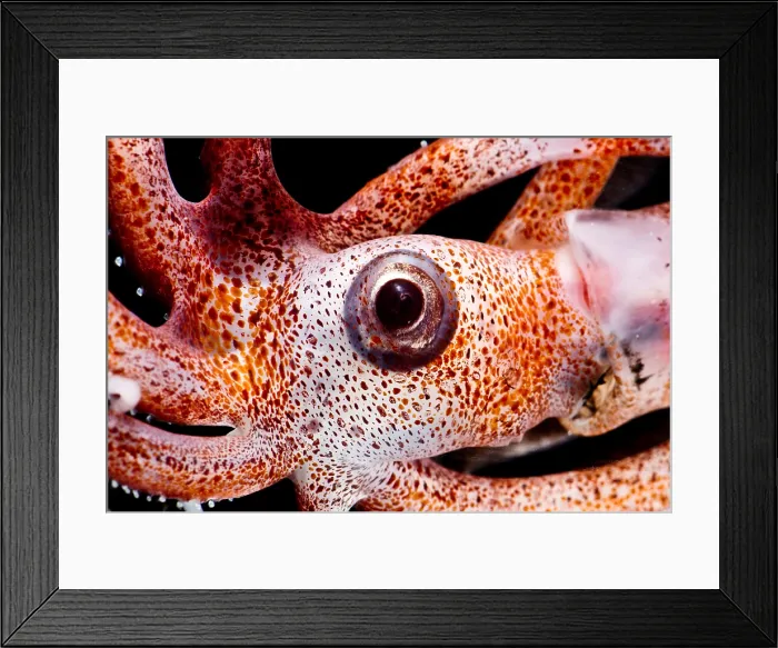 Framed Print : Joubin's squid (Joubiniteuthis portieri) Framed Print : Joubin's squid (Joubiniteuthis portieri)