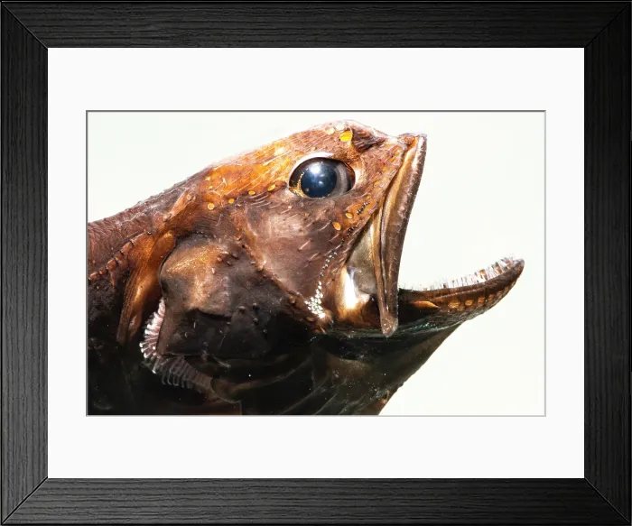Framed Print : Deep-Sea Swallower