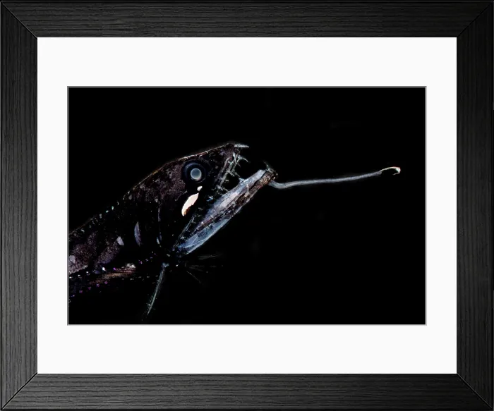 Framed Print : Sickle Snaggletooth (Borostomias mononema) Framed Print : Sickle Snaggletooth (Borostomias mononema)