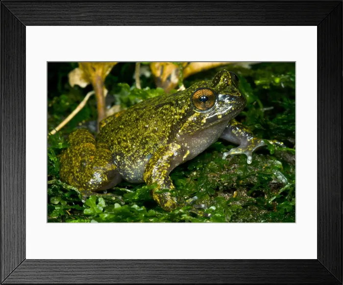 Framed Print : Mehuin Green Frog