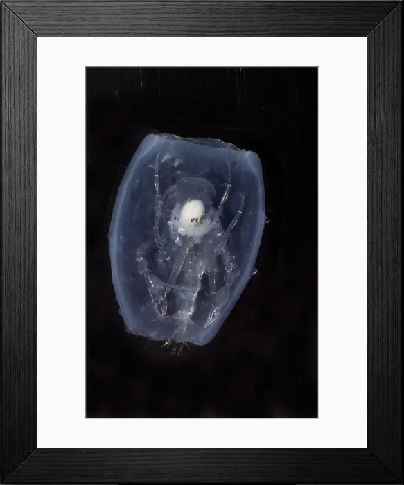 Framed Print : Phronima. This species of Phronima, an amphipod crustacean, has hollowed out Framed Print : Phronima. This species of Phronima, an amphipod crustacean, has hollowed out