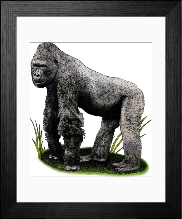 Framed Print : Cross River Gorilla Framed Print : Cross River Gorilla