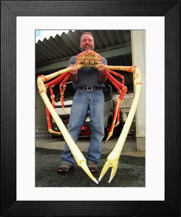 Framed Print : Japanese Spider Crab (Macrocheira kaempferi) Framed Print : Japanese Spider Crab (Macrocheira kaempferi)