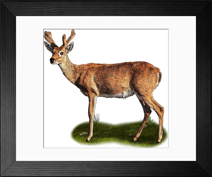 Framed Print : Pampas Deer Framed Print : Pampas Deer