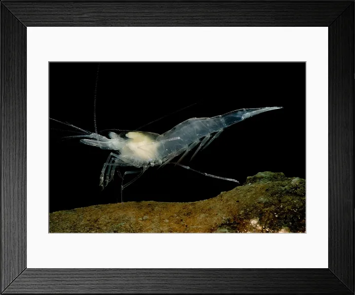 Framed Print : Texas Cave Shrimp
