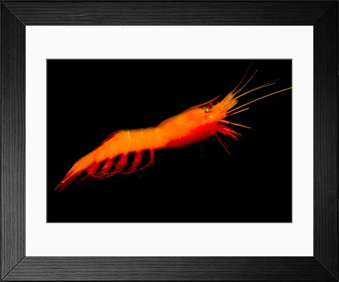 Framed Print : Deep-Sea Prawn