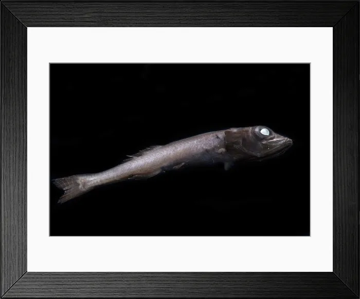 Framed Print : Teardrop Tubeshoulder (Holtbyrnia innesi) Framed Print : Teardrop Tubeshoulder (Holtbyrnia innesi)