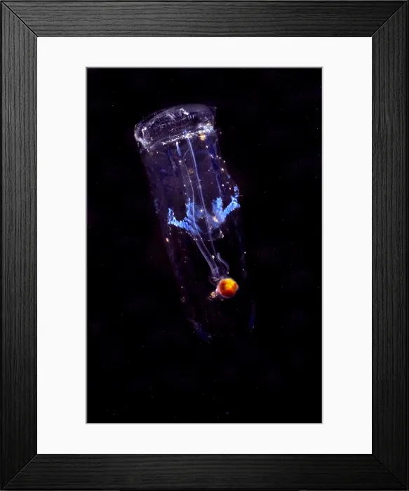 Framed Print : Salp. This is a species of salp. This individual was collected between 200 Framed Print : Salp. This is a species of salp. This individual was collected between 200