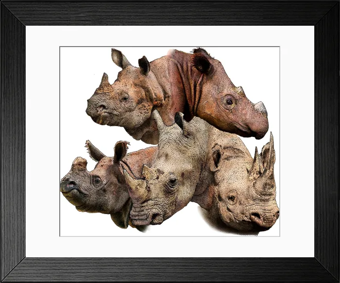 Framed Print : Rhino collage Framed Print : Rhino collage