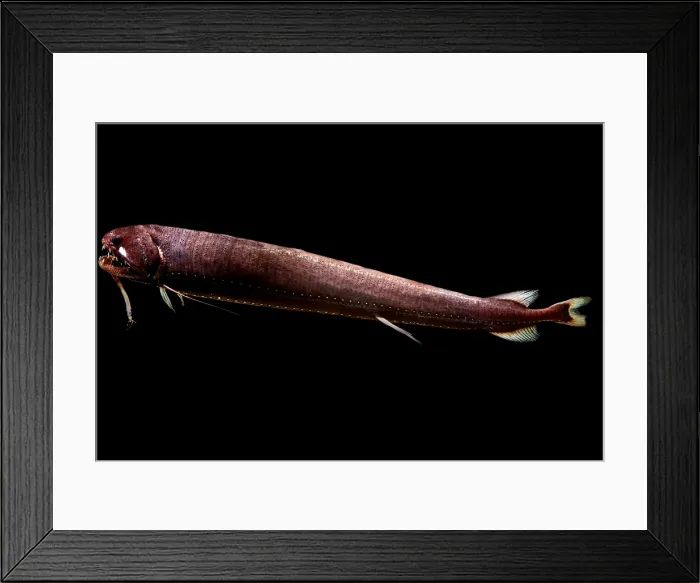 Framed Print : Threadfin Dragonfish Framed Print : Threadfin Dragonfish