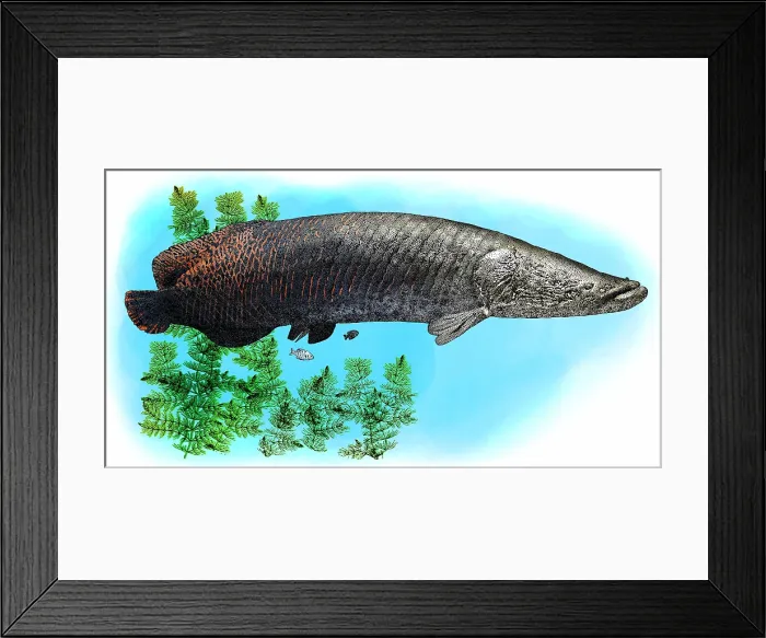 Framed Print : Arapaima. The arapaima, pirarucu, or paiche (Arapaima) is a genus of bonytongue Framed Print : Arapaima. The arapaima, pirarucu, or paiche (Arapaima) is a genus of bonytongue
