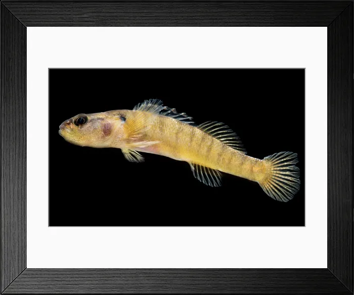 Framed Print : Tuxedo Darter (Etheostoma lemniscatum)