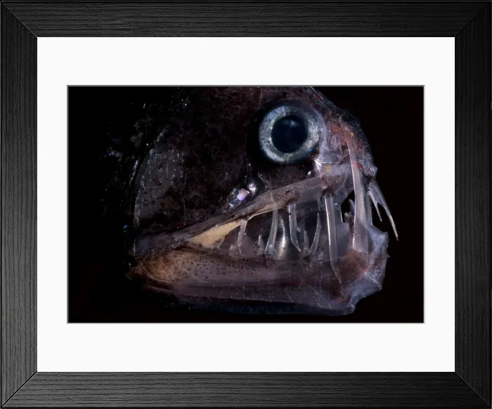 Framed Print : Pacific Viperfish Framed Print : Pacific Viperfish