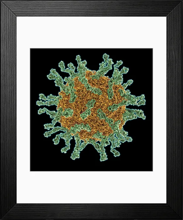 Framed Print : Poliovirus Type I Framed Print : Poliovirus Type I
