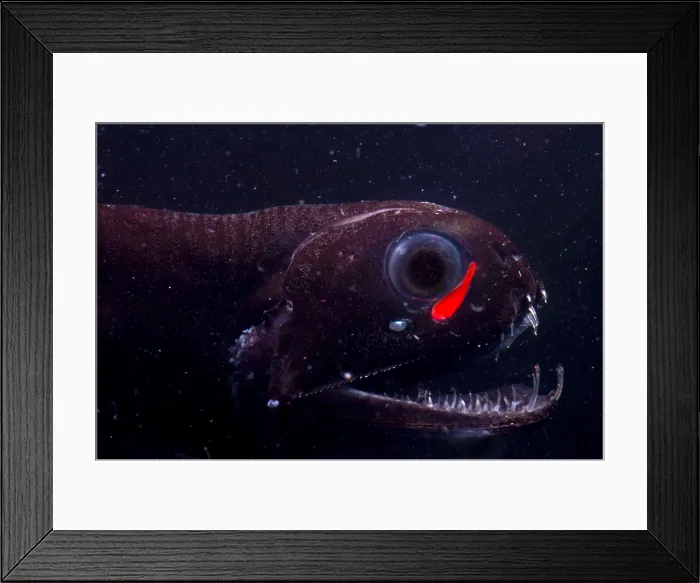 Framed Print : Dragonfish Framed Print : Dragonfish