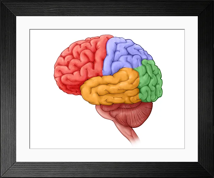 Framed Print : Lobes of the Brain Framed Print : Lobes of the Brain