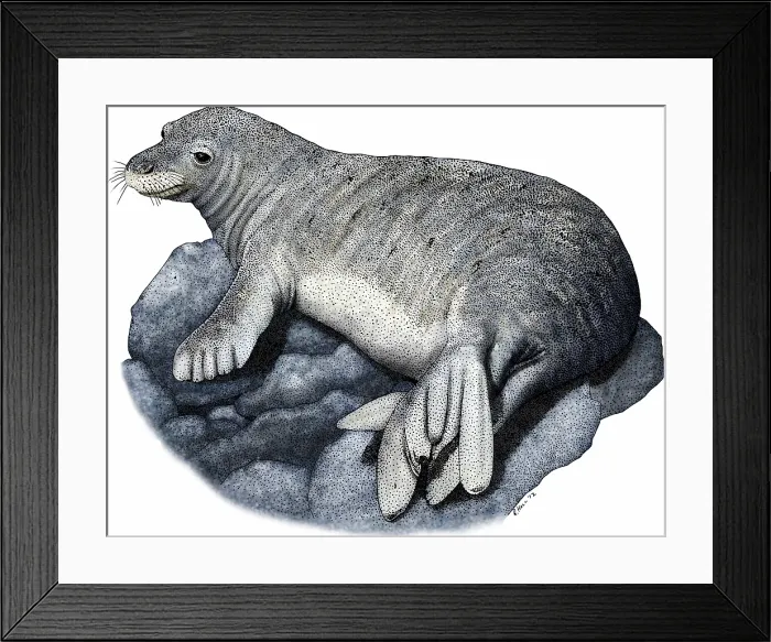 Framed Print : Hawaiian monk seal Framed Print : Hawaiian monk seal