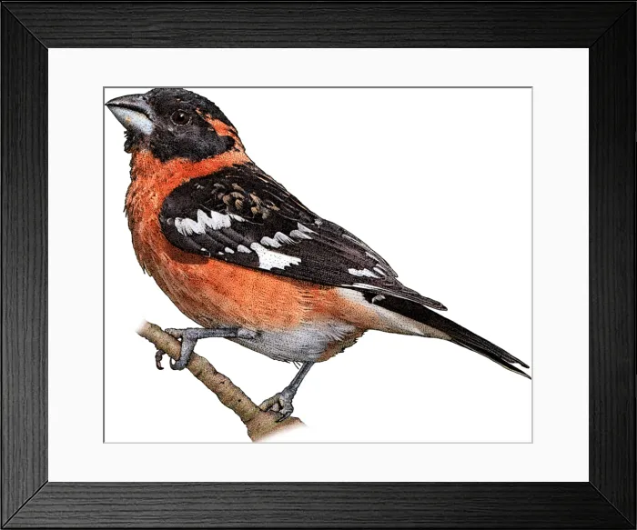 Framed Print : Black-headed Grosbeak, Illustration Framed Print : Black-headed Grosbeak, Illustration