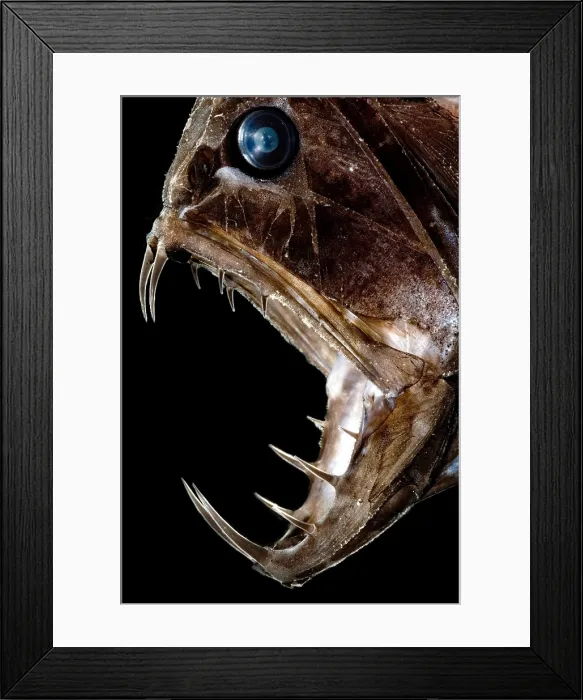 Framed Print : Fangtooth Fish Framed Print : Fangtooth Fish