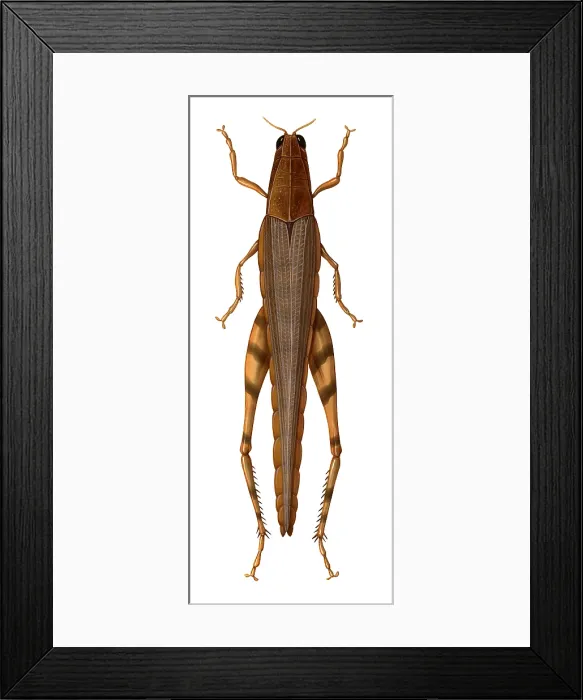 Framed Print : Grasshopper Framed Print : Grasshopper