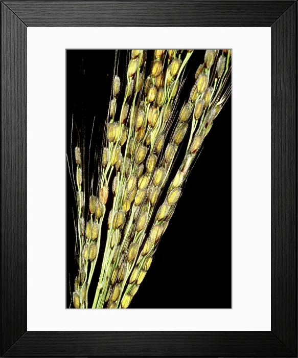 Framed Print : Rice plants