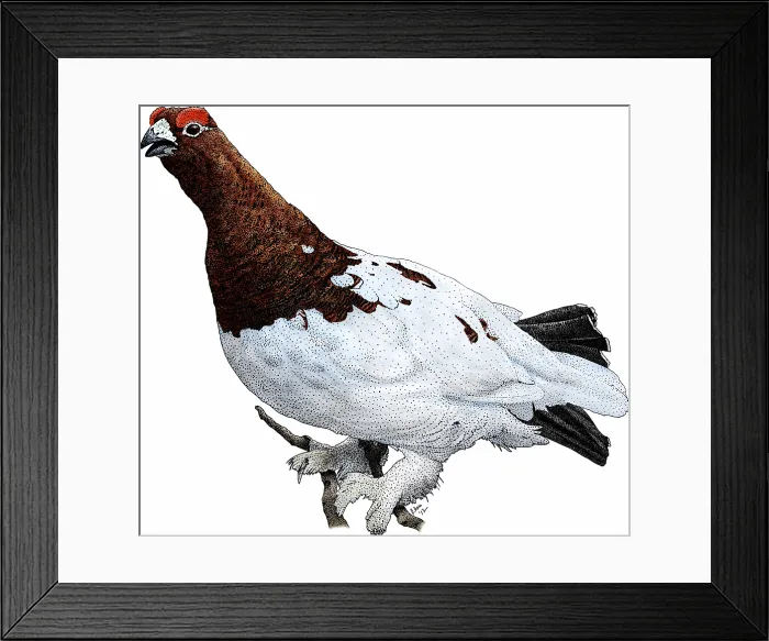 Framed Print : Willow ptarmigan Framed Print : Willow ptarmigan