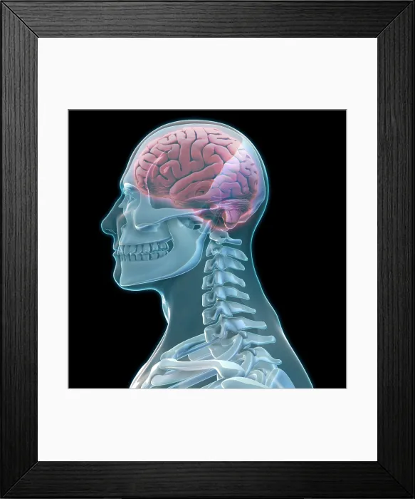 Framed Print : Human Skeleton and Brain, artwork Framed Print : Human Skeleton and Brain, artwork