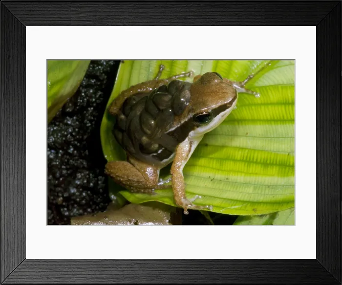 Framed Print : Pratt's Rocket Frog with young Framed Print : Pratt's Rocket Frog with young