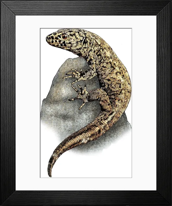 Framed Print : Island Night Lizard Framed Print : Island Night Lizard