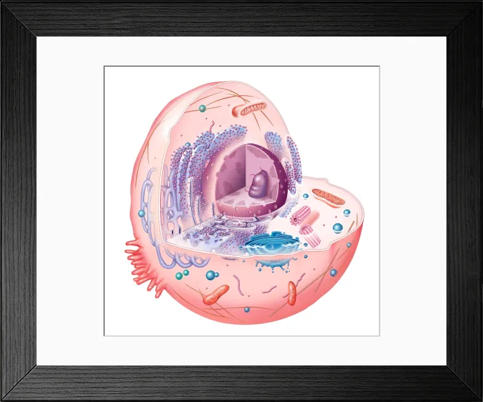 Framed Print : Animal Cell