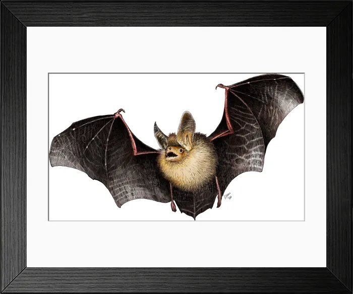 Framed Print : Long-Eared Bat Framed Print : Long-Eared Bat