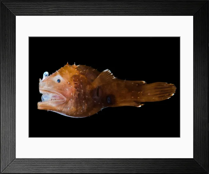 Framed Print : Short Lure Netdevil (Photocorynus spiniceps) Framed Print : Short Lure Netdevil (Photocorynus spiniceps)