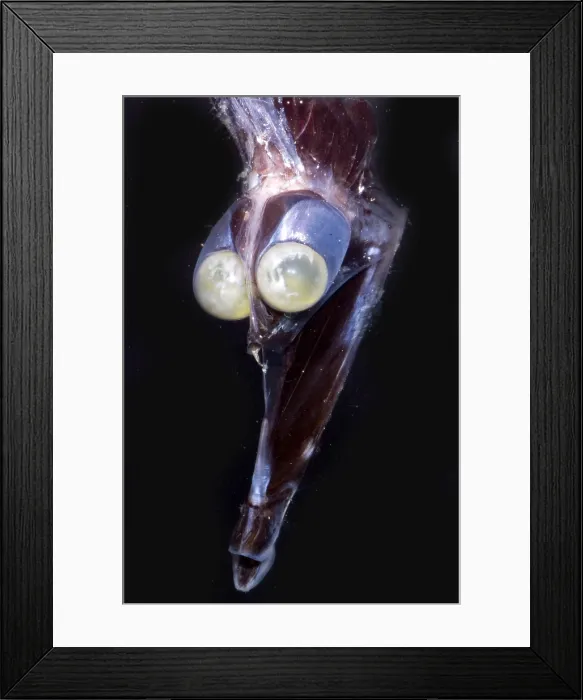 Framed Print : Tube-Eye. Stylephorus chordatus, a tube-eye of the family Stylephoridae, is a mesopelagic Framed Print : Tube-Eye. Stylephorus chordatus, a tube-eye of the family Stylephoridae, is a mesopelagic