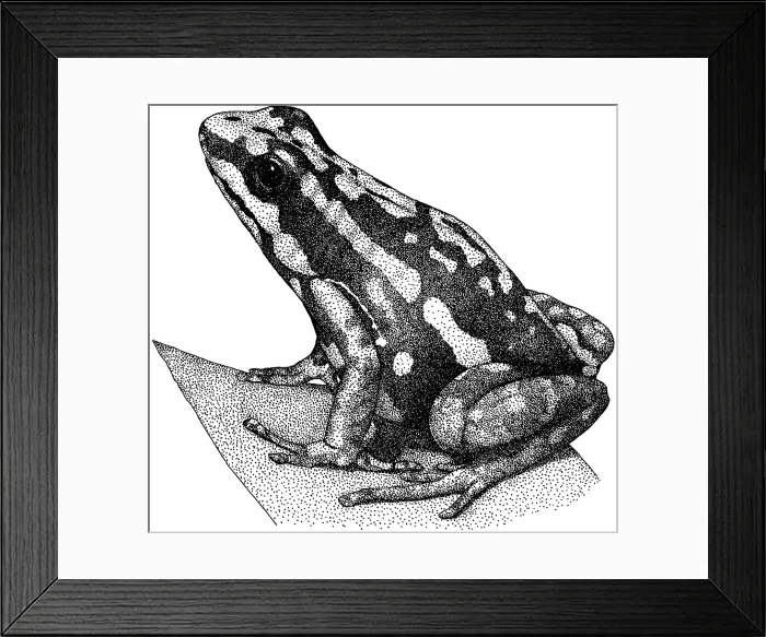 Framed Print : Tricolor Poison Dart Frog Framed Print : Tricolor Poison Dart Frog